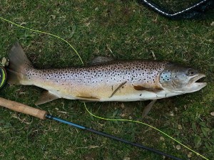 5lb Brown for Jeff Price