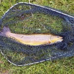 Nice Brown caught by John 