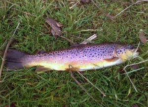 The Reward, a beautifully coloured Brown Trout.
